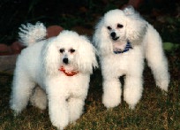 [Poodles]